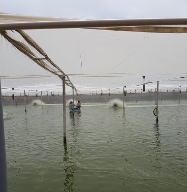Super intensive shrimp farm in greenhouse